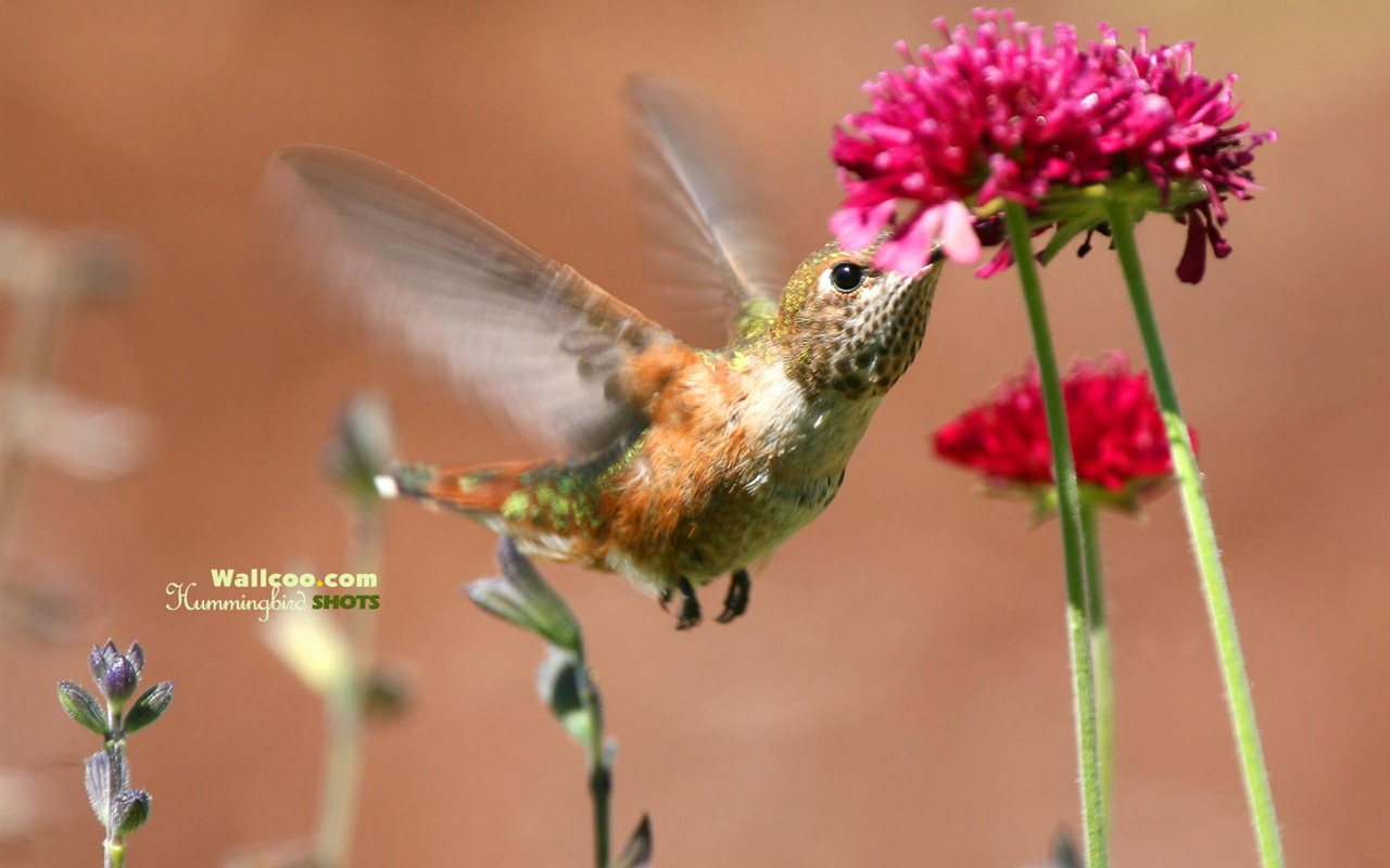 hummingbirds Foto Wallpaper #10 - 1280x800