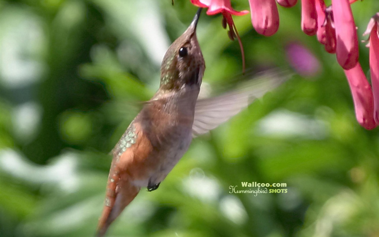 蜂鳥寫真壁紙 #13 - 1280x800