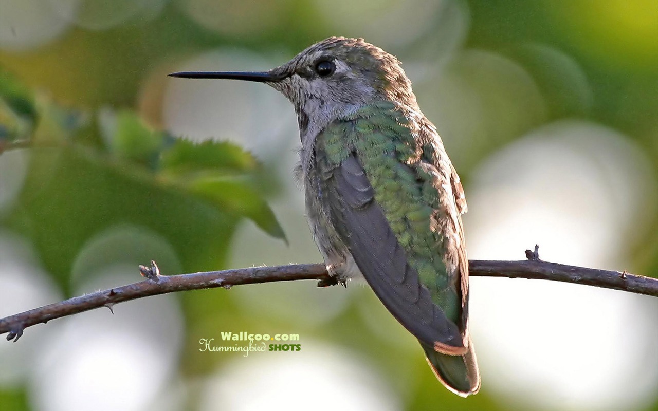Hummingbirds Photo Wallpaper #15 - 1280x800