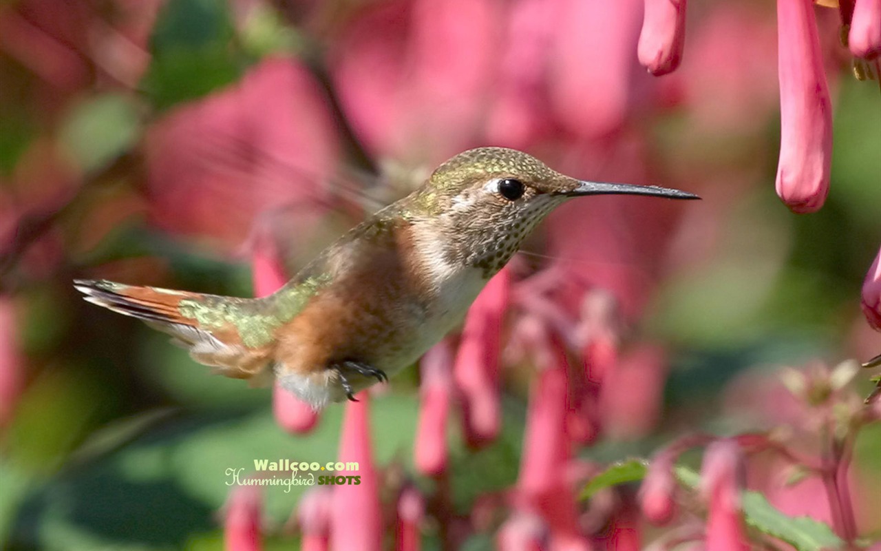 蜂鳥寫真壁紙 #16 - 1280x800