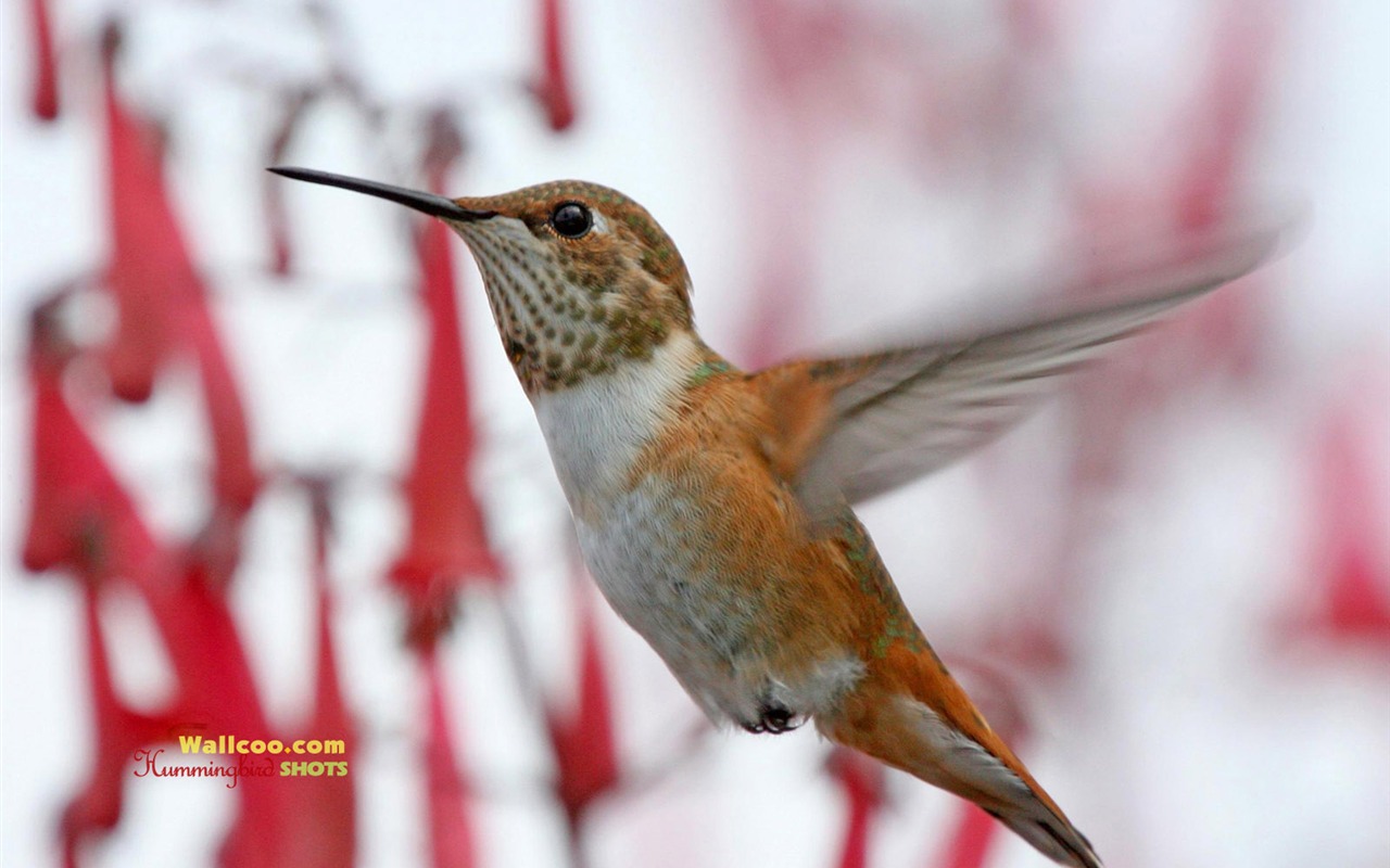 蜂鳥寫真壁紙 #17 - 1280x800