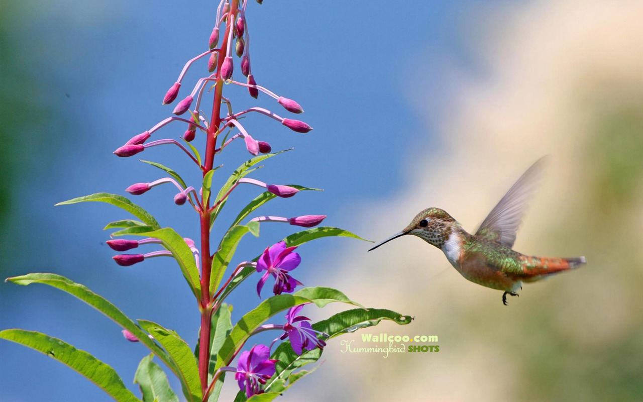 hummingbirds Foto Wallpaper #19 - 1280x800