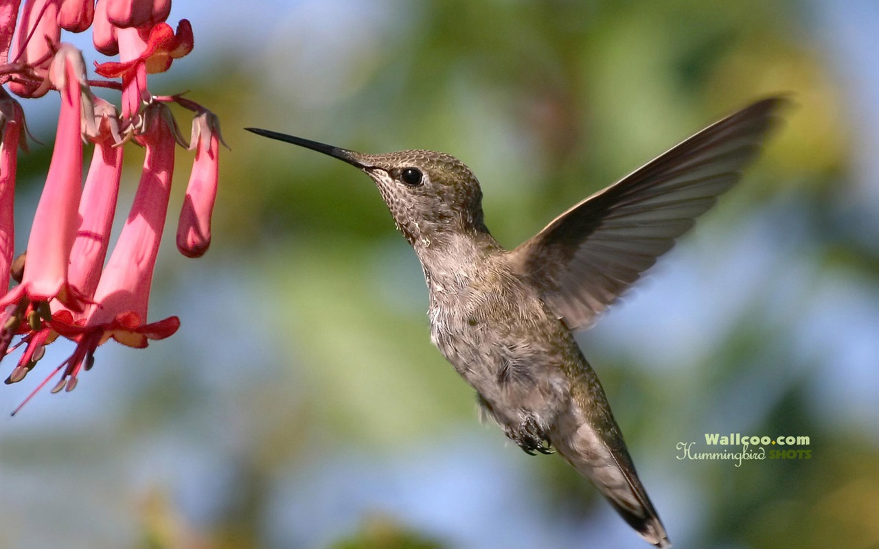 蜂鳥寫真壁紙 #21 - 1280x800