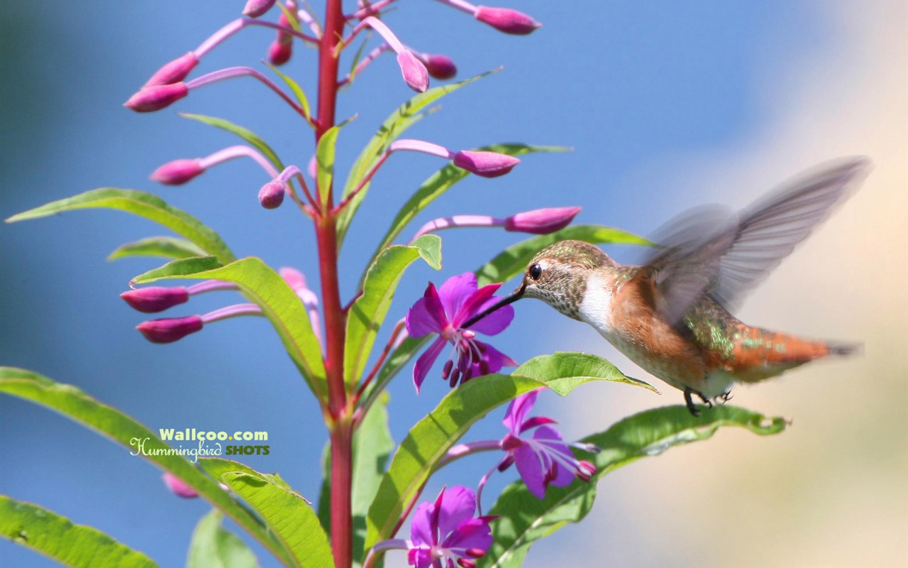 蜂鳥寫真壁紙 #23 - 1280x800