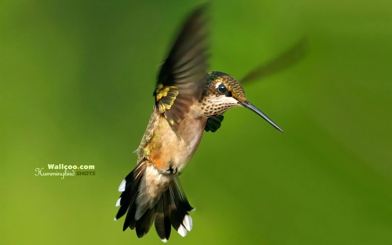 hummingbirds Foto Wallpaper #24 - 1280x800