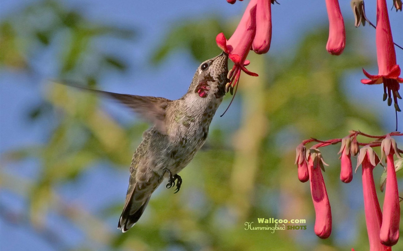 蜂鳥寫真壁紙 #25 - 1280x800