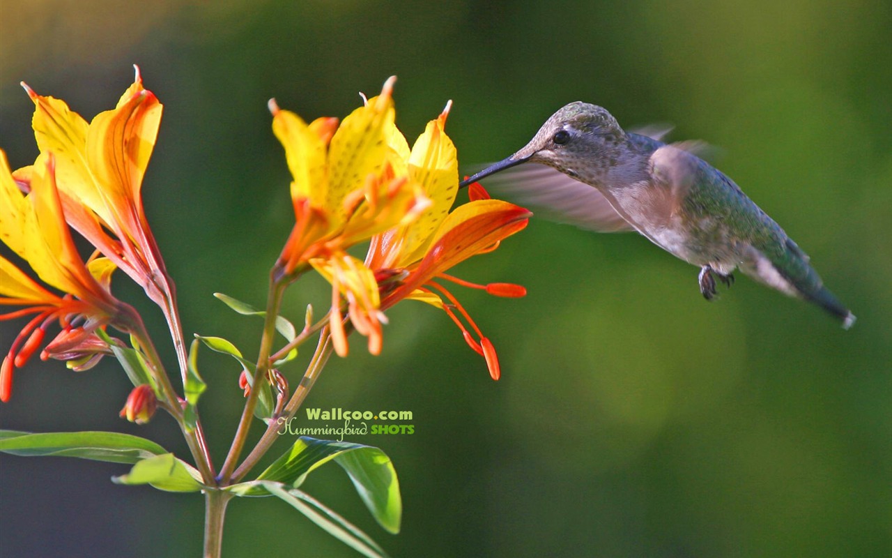 蜂鳥寫真壁紙 #26 - 1280x800