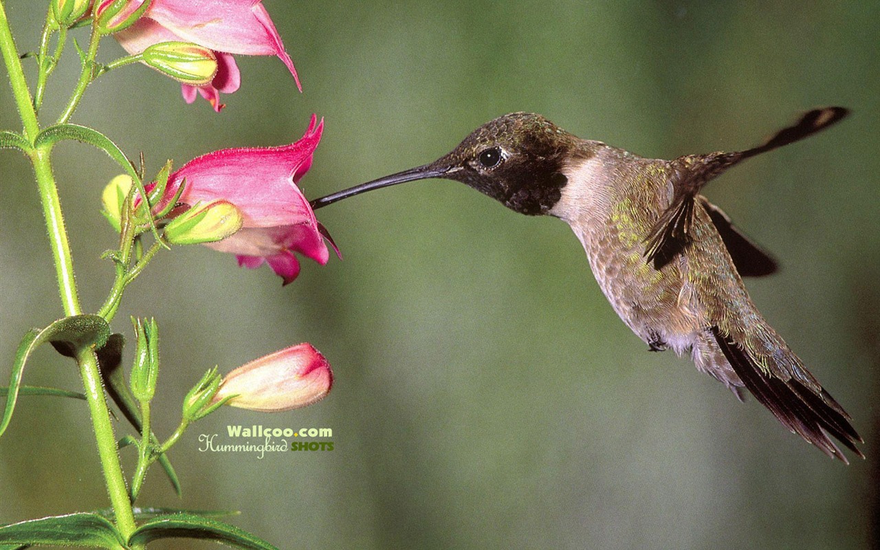 蜂鳥寫真壁紙 #29 - 1280x800