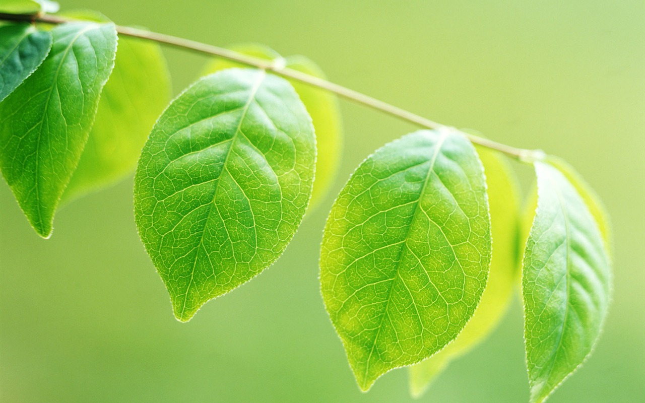 Cool green leaf wallpaper #2 - 1280x800