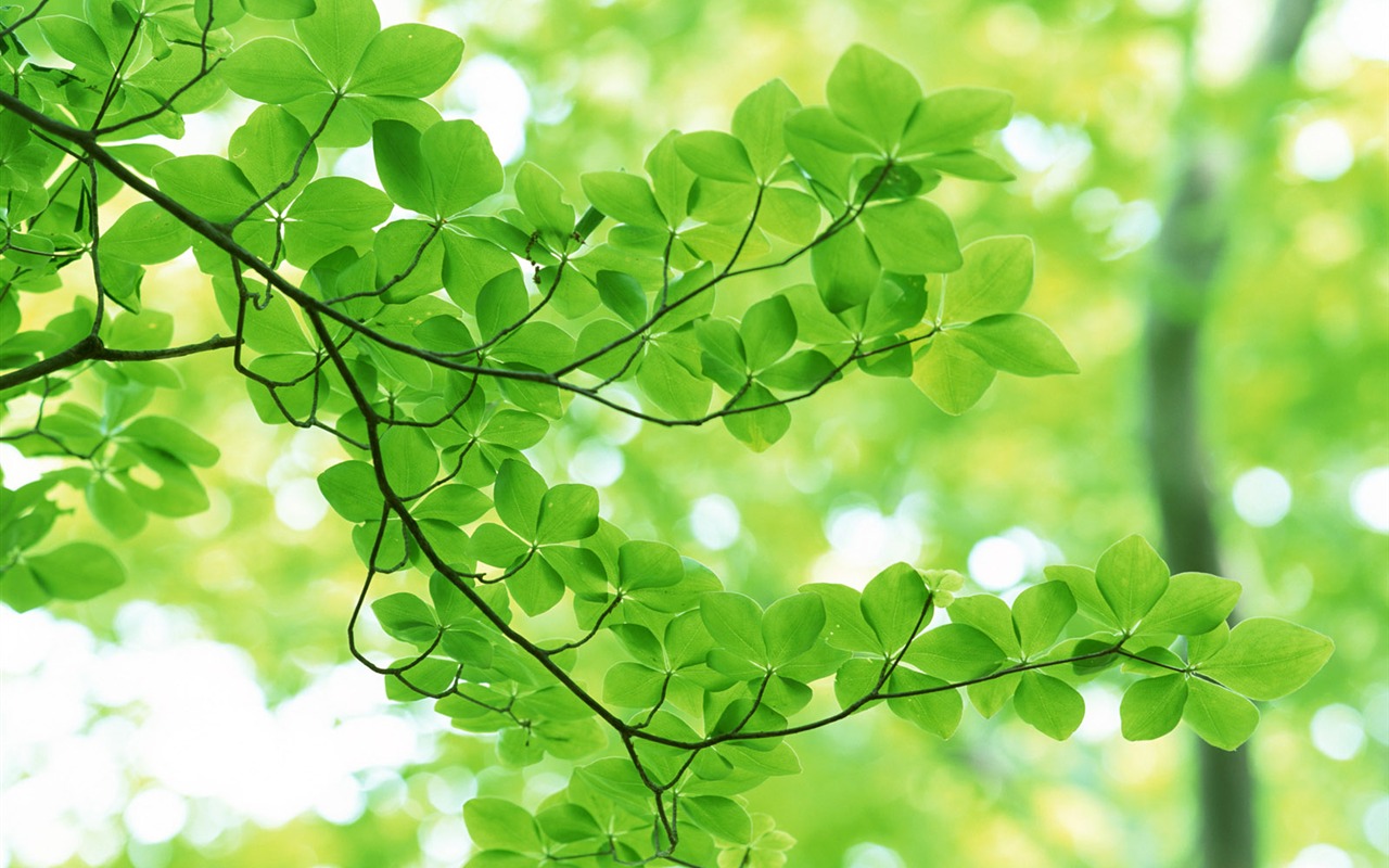 Cool green leaf wallpaper #4 - 1280x800