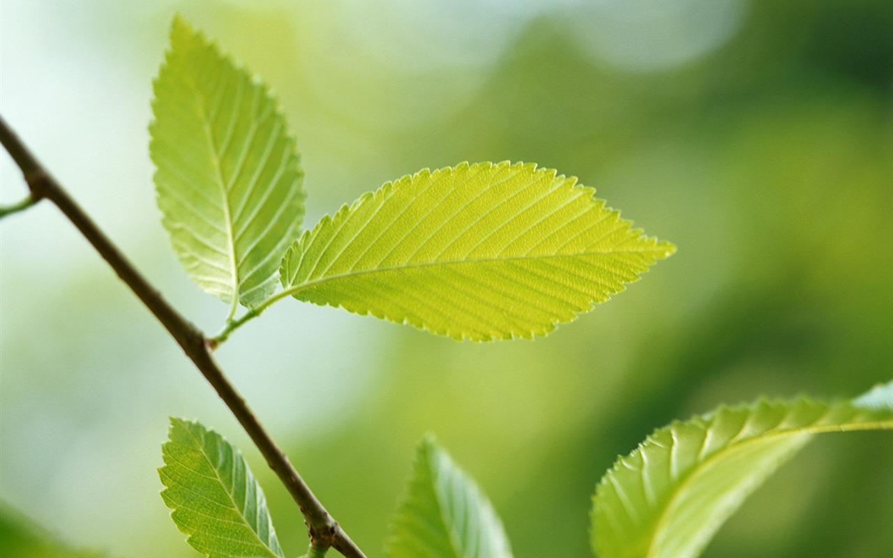 Cool green leaf wallpaper #11 - 1280x800