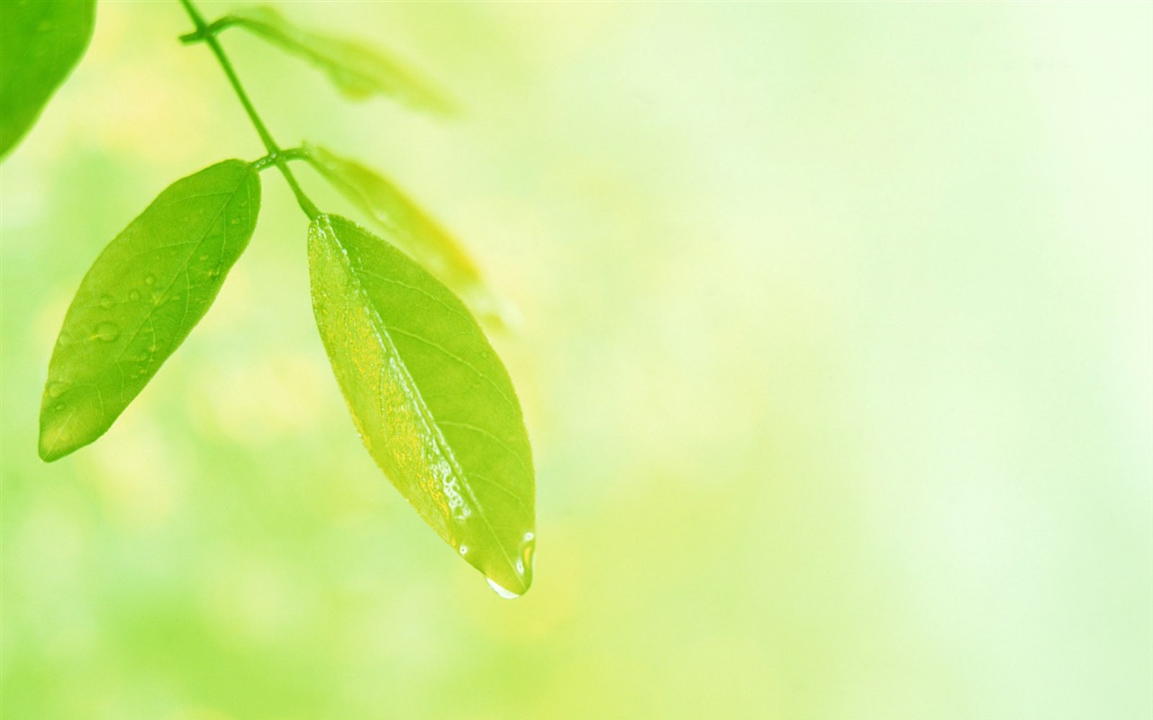 Cool green leaf wallpaper #12 - 1280x800