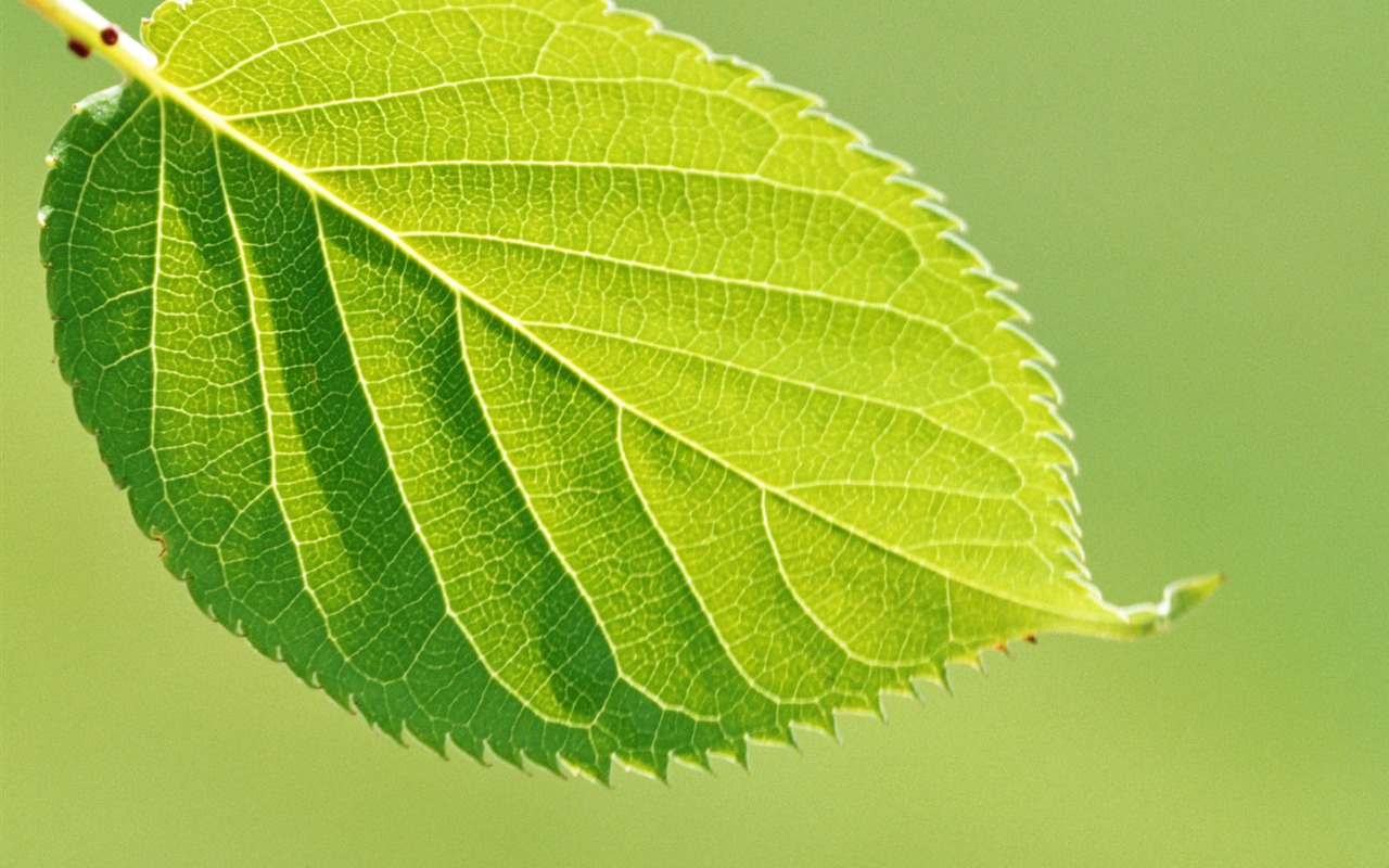 Cool green leaf wallpaper #13 - 1280x800