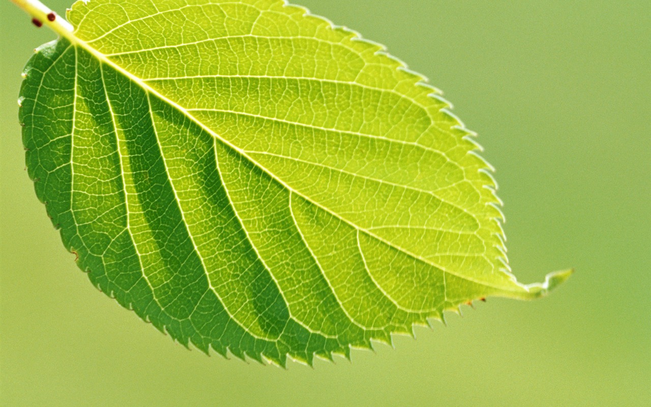 Cool zelená listová wallpaper #13 - 1280x800