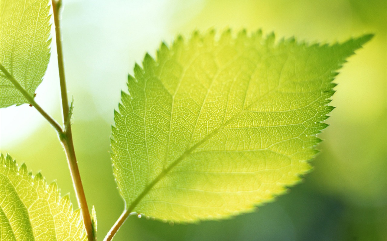 Cool green leaf wallpaper #14 - 1280x800