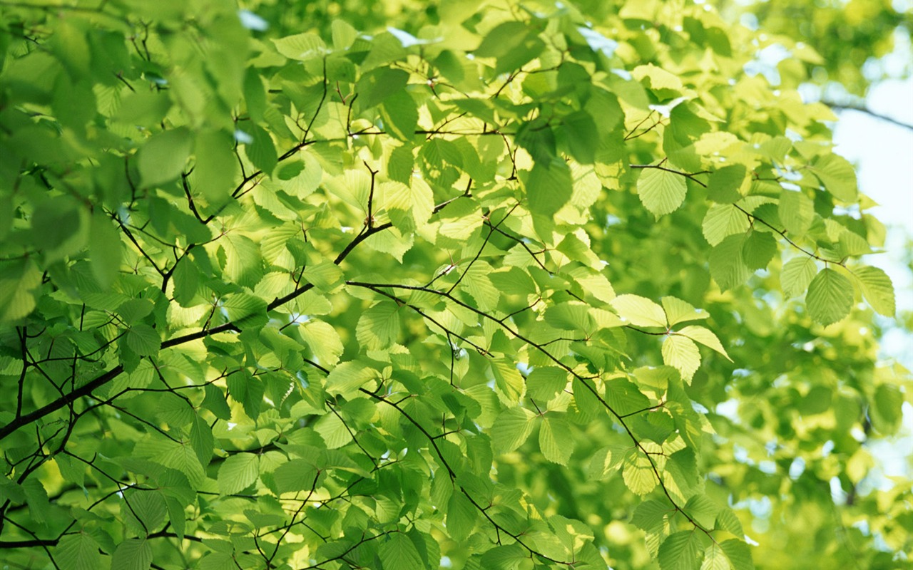 Cool zelená listová wallpaper #16 - 1280x800