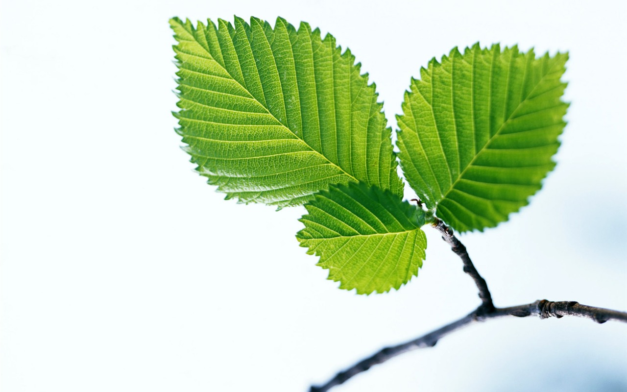 Cool green leaf wallpaper #17 - 1280x800