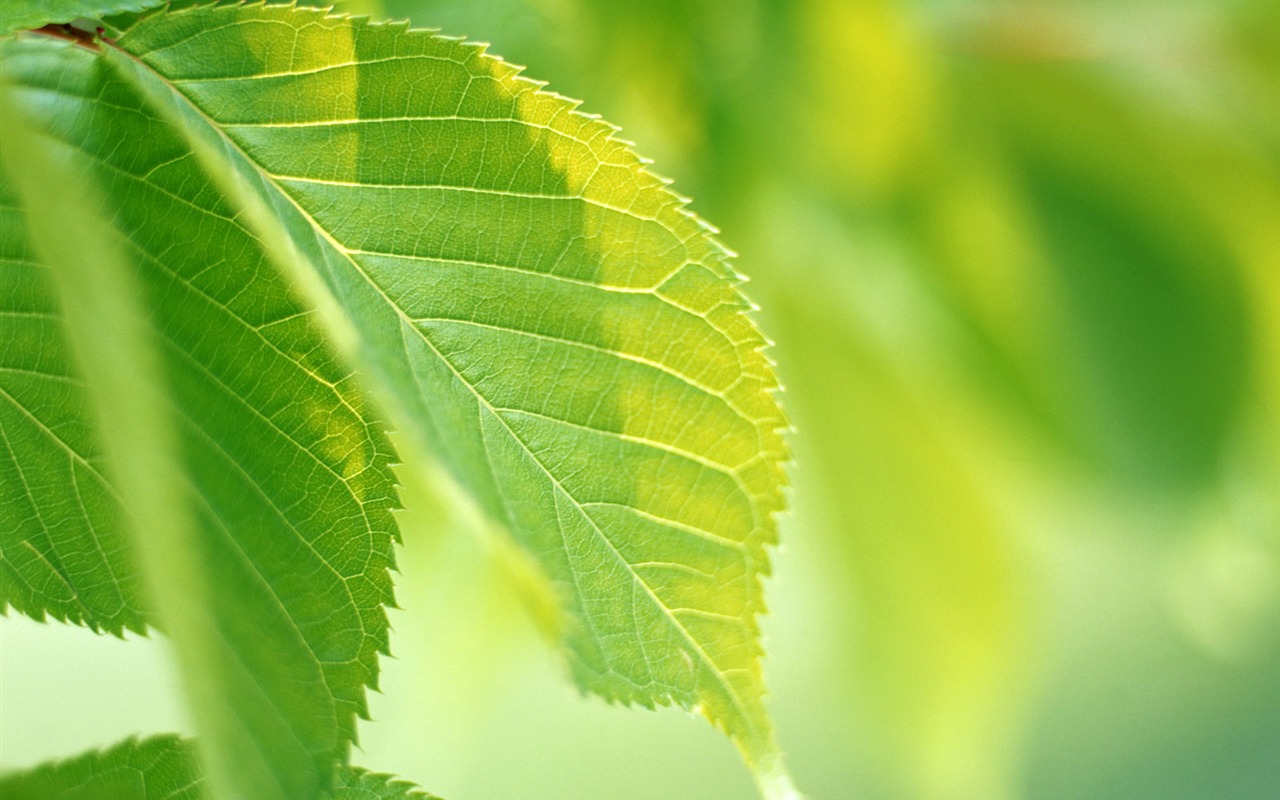 Cool green leaf wallpaper #19 - 1280x800