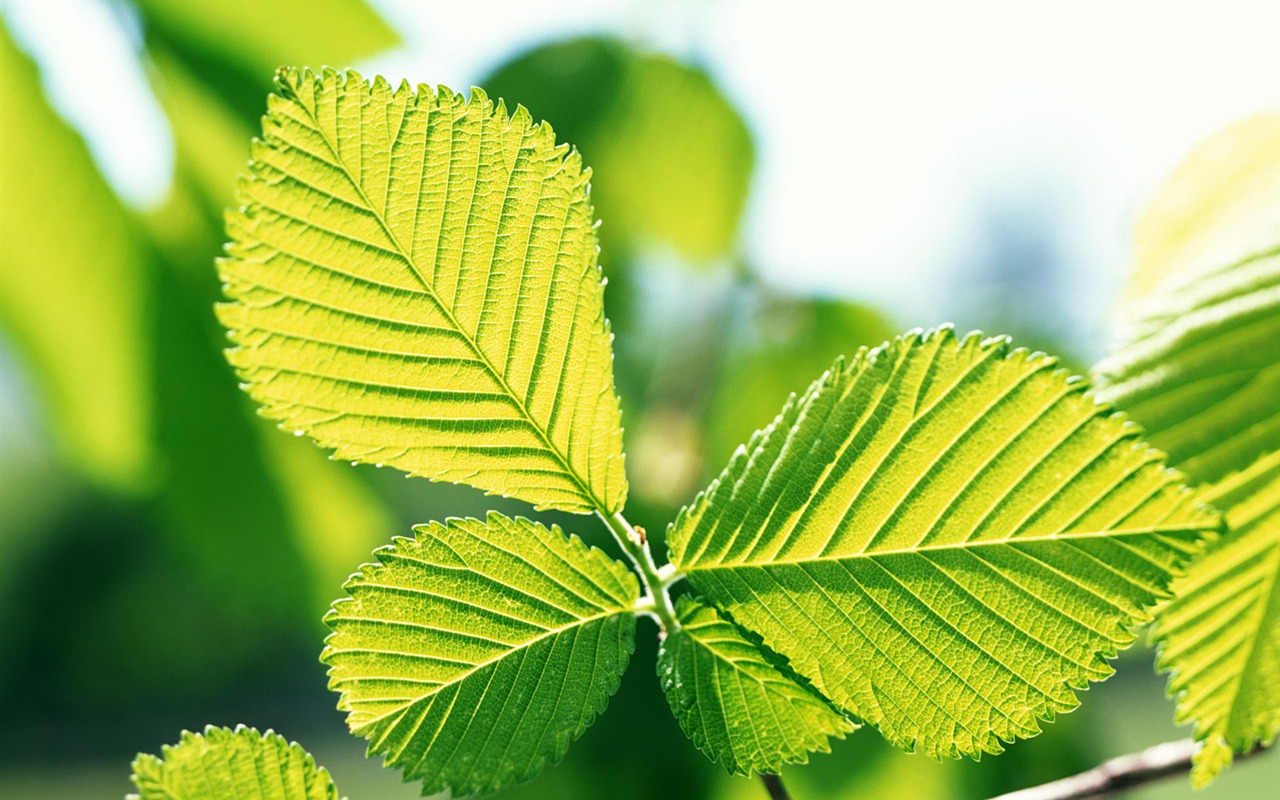 Cool green leaf wallpaper #21 - 1280x800