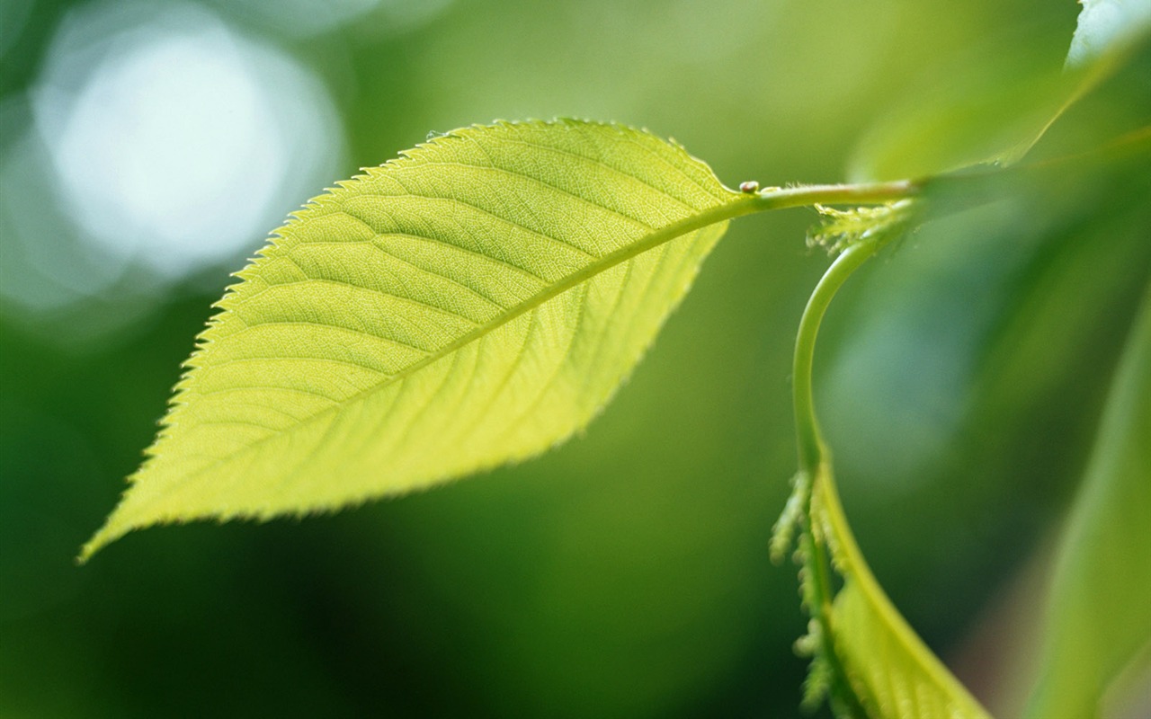 Cool green leaf wallpaper #23 - 1280x800