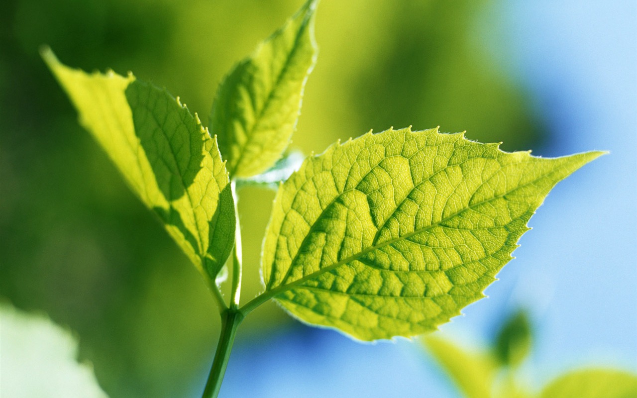 Cool green leaf wallpaper #24 - 1280x800