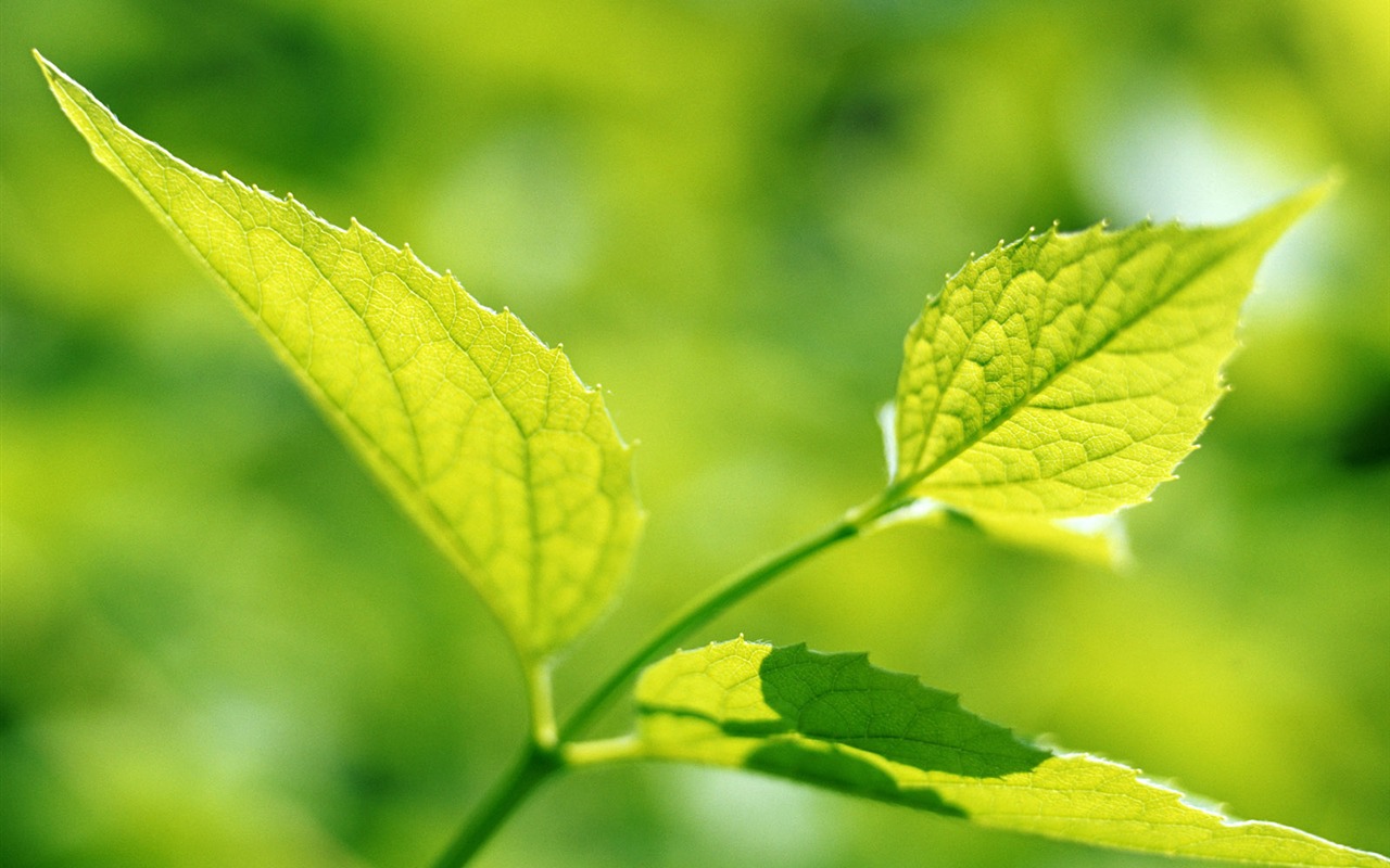 Cool green leaf wallpaper #26 - 1280x800