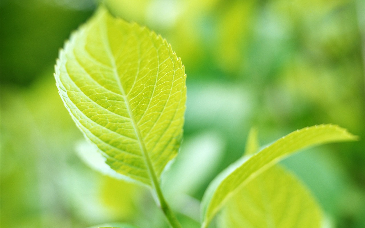 Cool green leaf wallpaper #28 - 1280x800