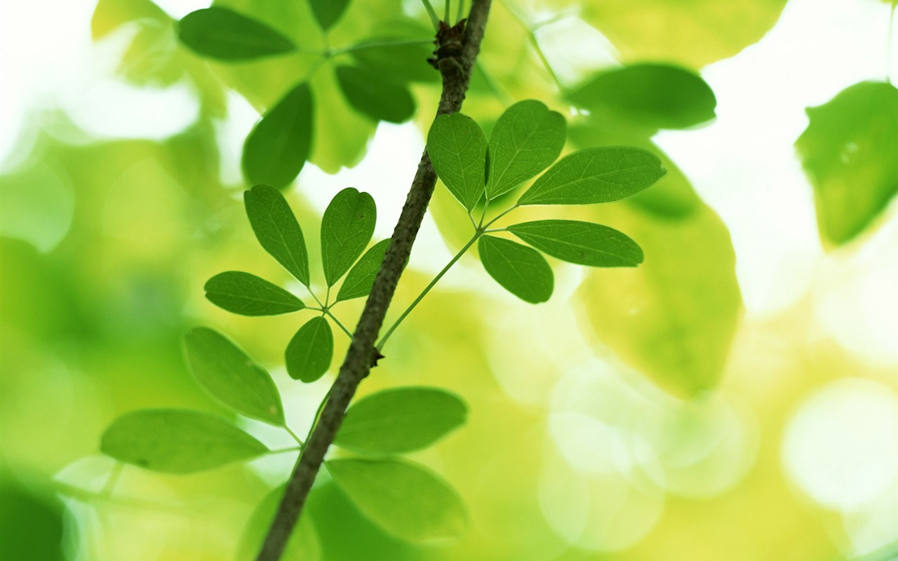 Cool green leaf wallpaper #29 - 1280x800