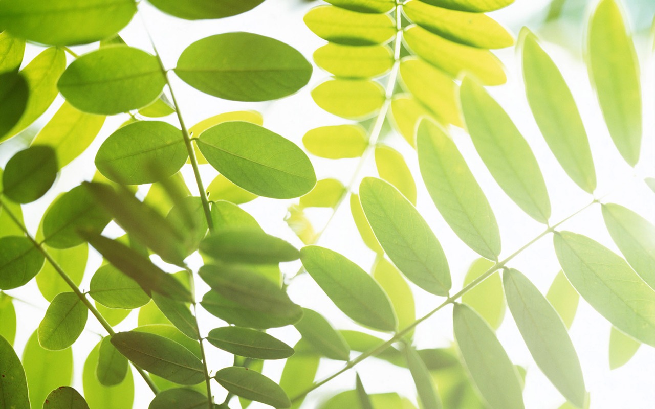 Cool green leaf wallpaper #30 - 1280x800
