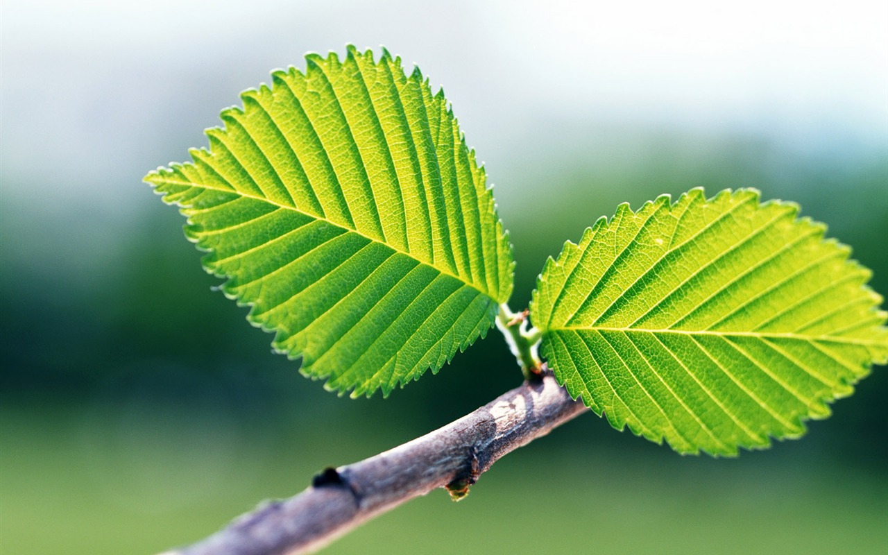 Cool green leaf wallpaper #31 - 1280x800