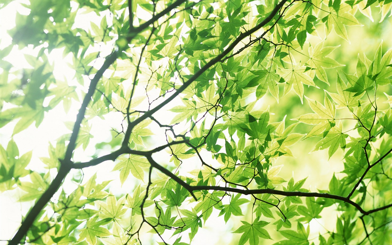 Cool green leaf wallpaper #33 - 1280x800