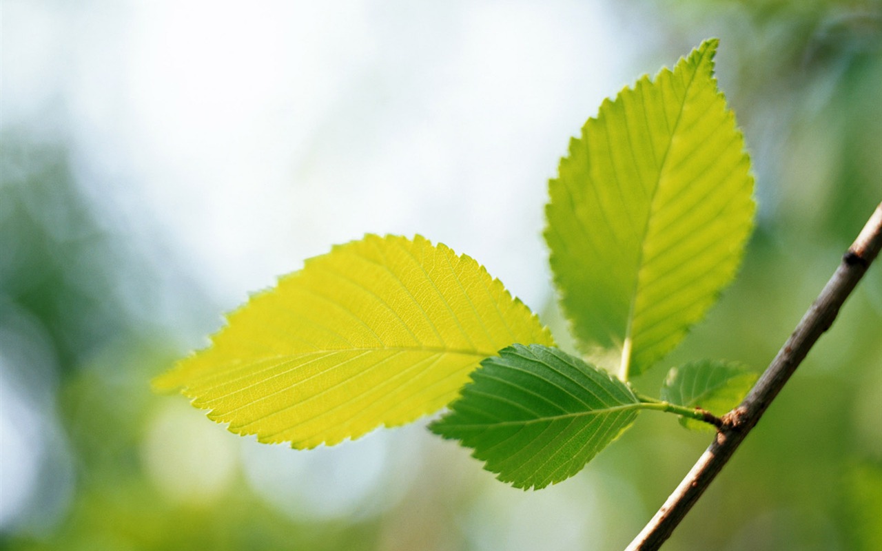 Cool green leaf wallpaper #35 - 1280x800