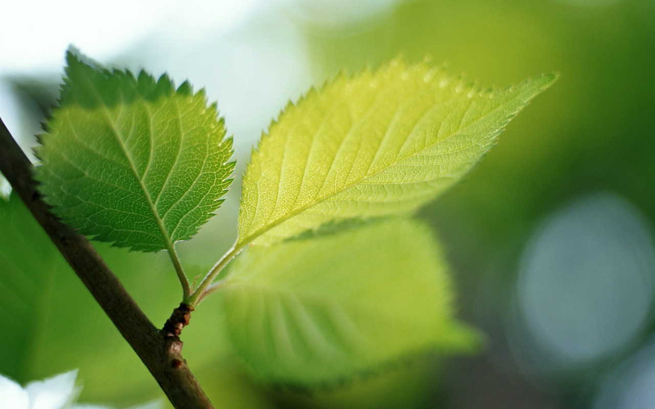清涼綠葉壁紙 #36 - 1280x800