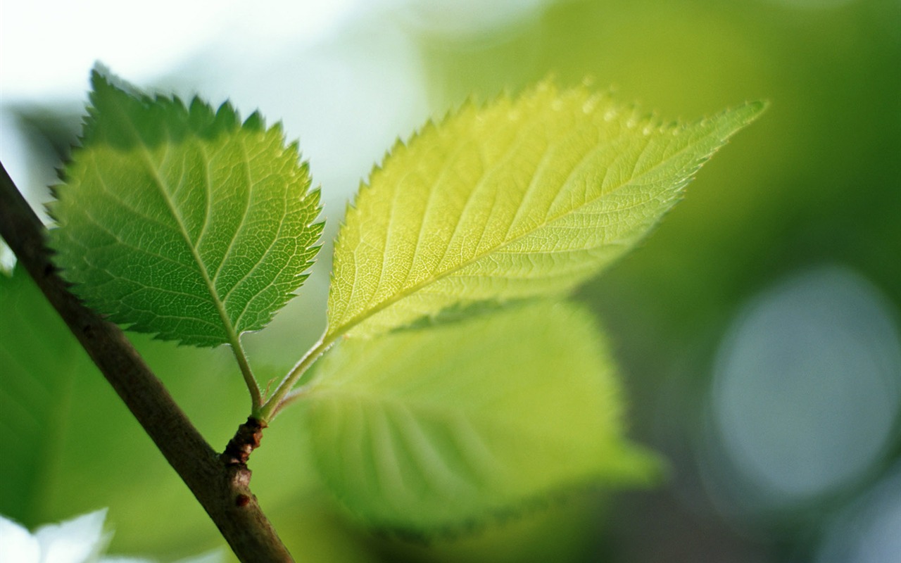 Cool green leaf wallpaper #36 - 1280x800