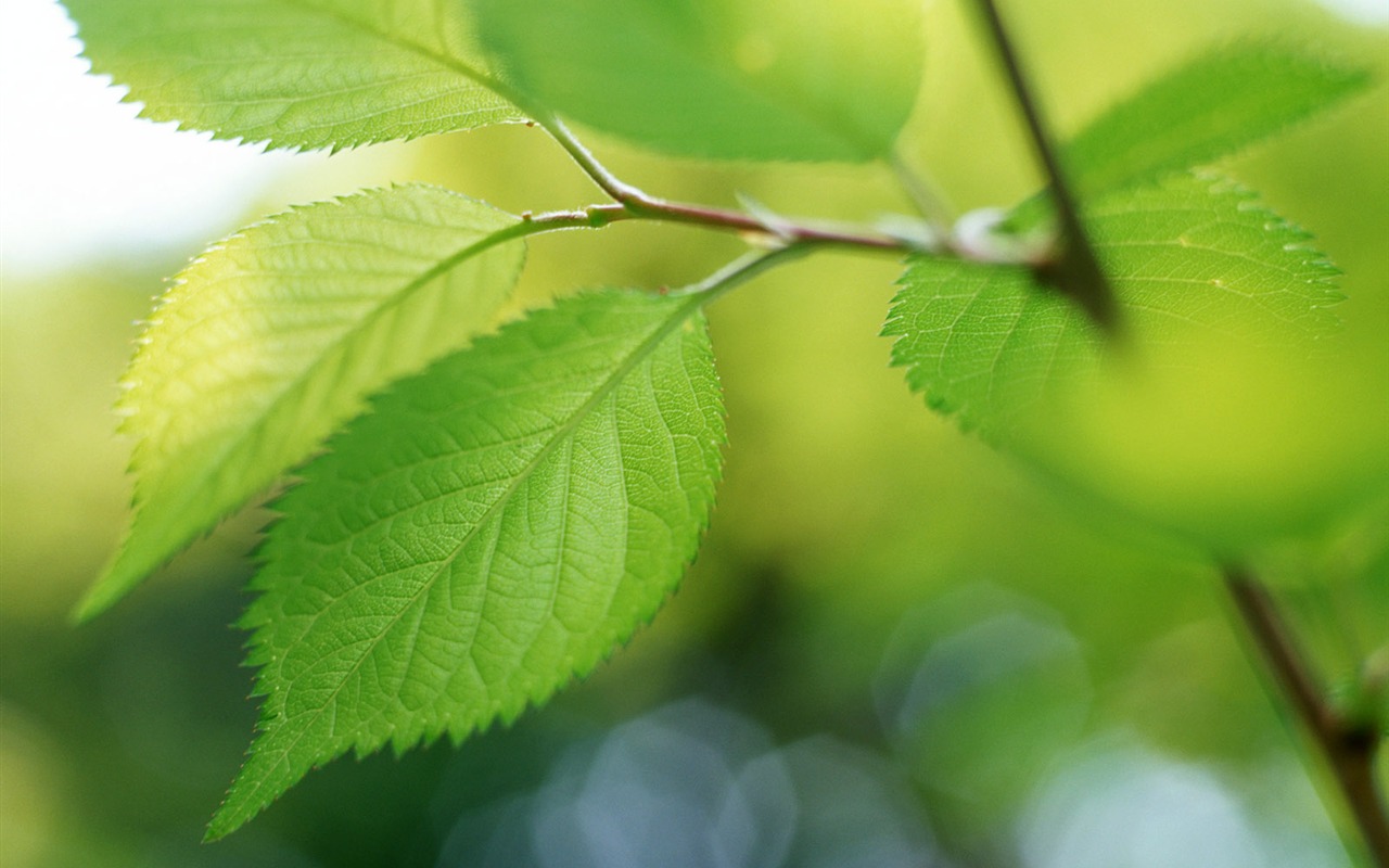 Cool green leaf wallpaper #37 - 1280x800