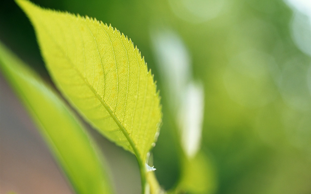 Cool green leaf wallpaper #38 - 1280x800