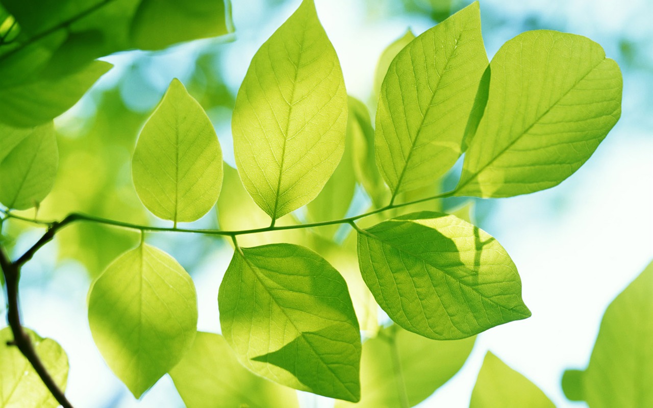 Cool green leaf wallpaper #40 - 1280x800