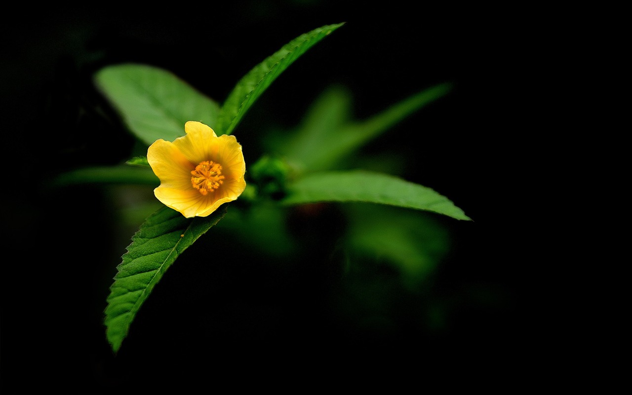 Flower Plants Wallpapers #10 - 1280x800