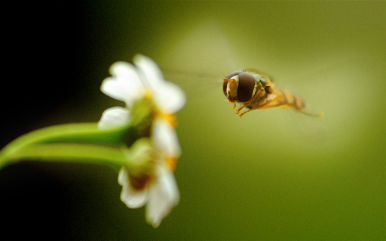 Flower Plants Wallpapers #11 - 1280x800