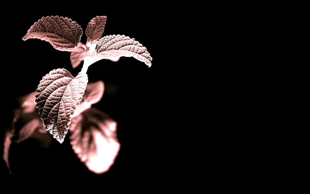 꽃 식물 배경 화면 #14 - 1280x800