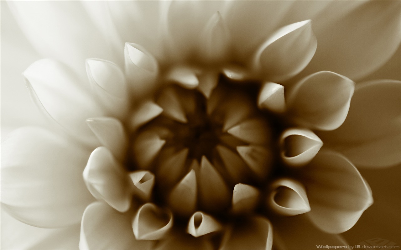 꽃 식물 배경 화면 #15 - 1280x800