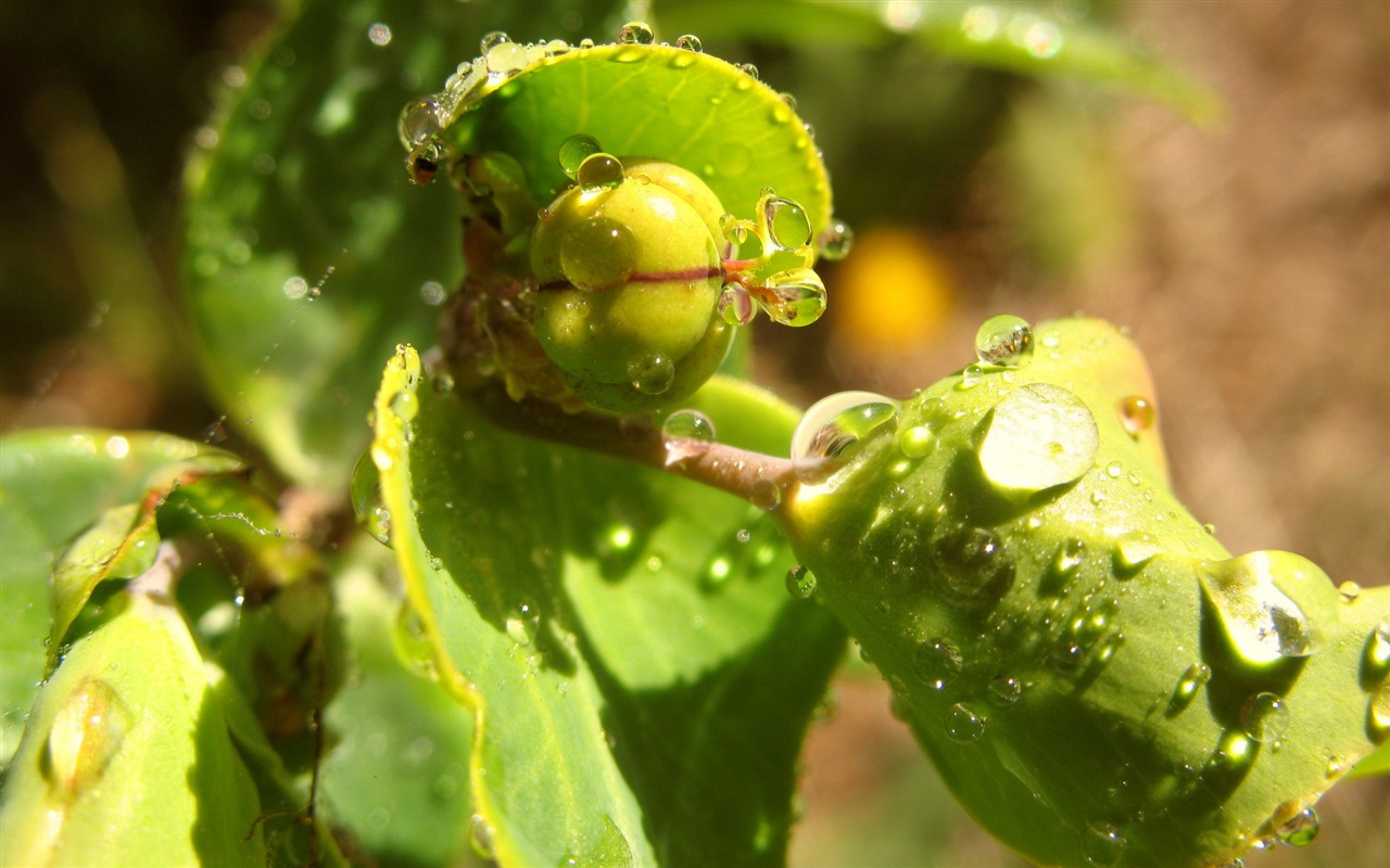 花卉植物生態壁紙 #18 - 1280x800