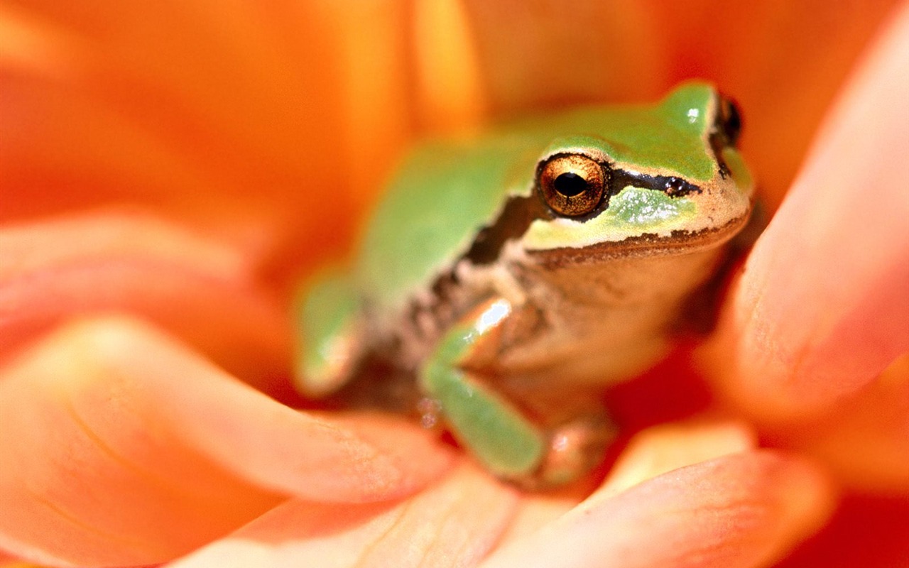 Frog Album Fonds d'écran #4 - 1280x800