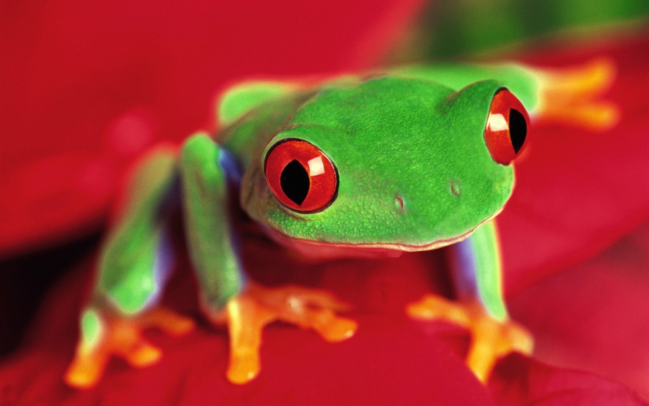 Frog Tapety Album #6 - 1280x800
