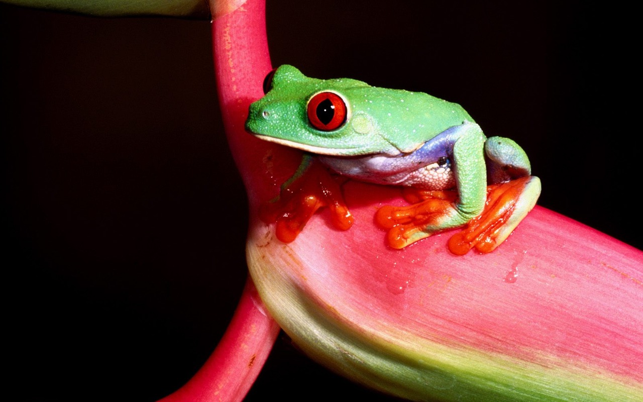 Frog Tapety Album #9 - 1280x800