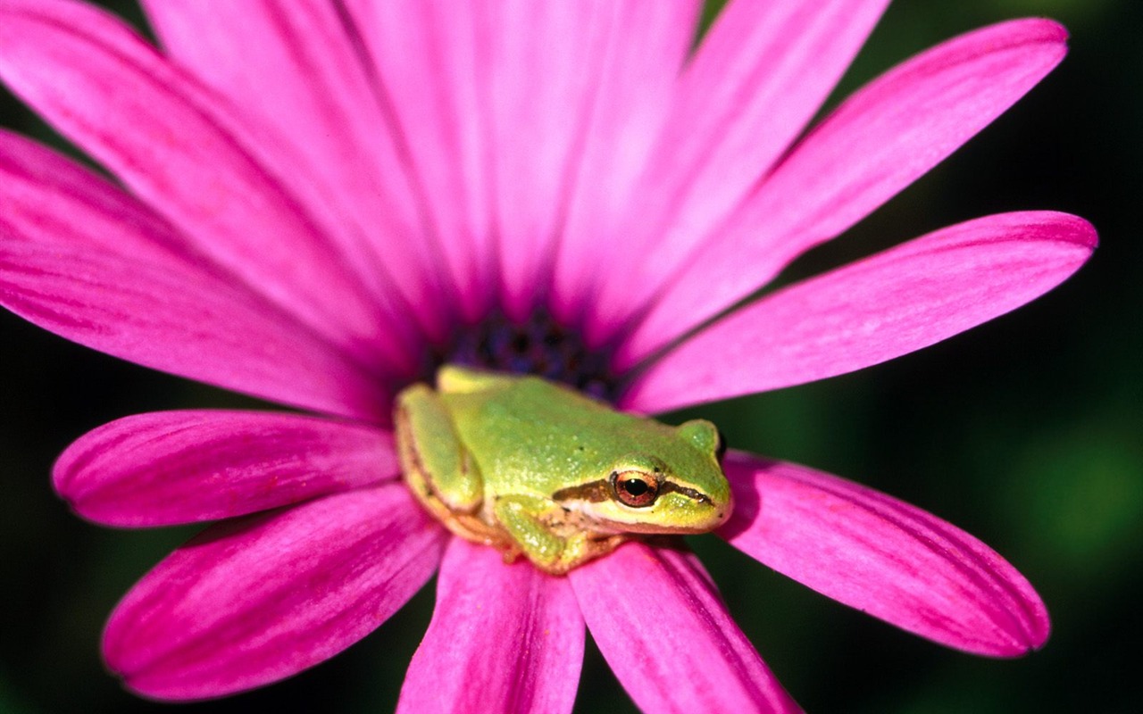 Frog Tapety Album #10 - 1280x800