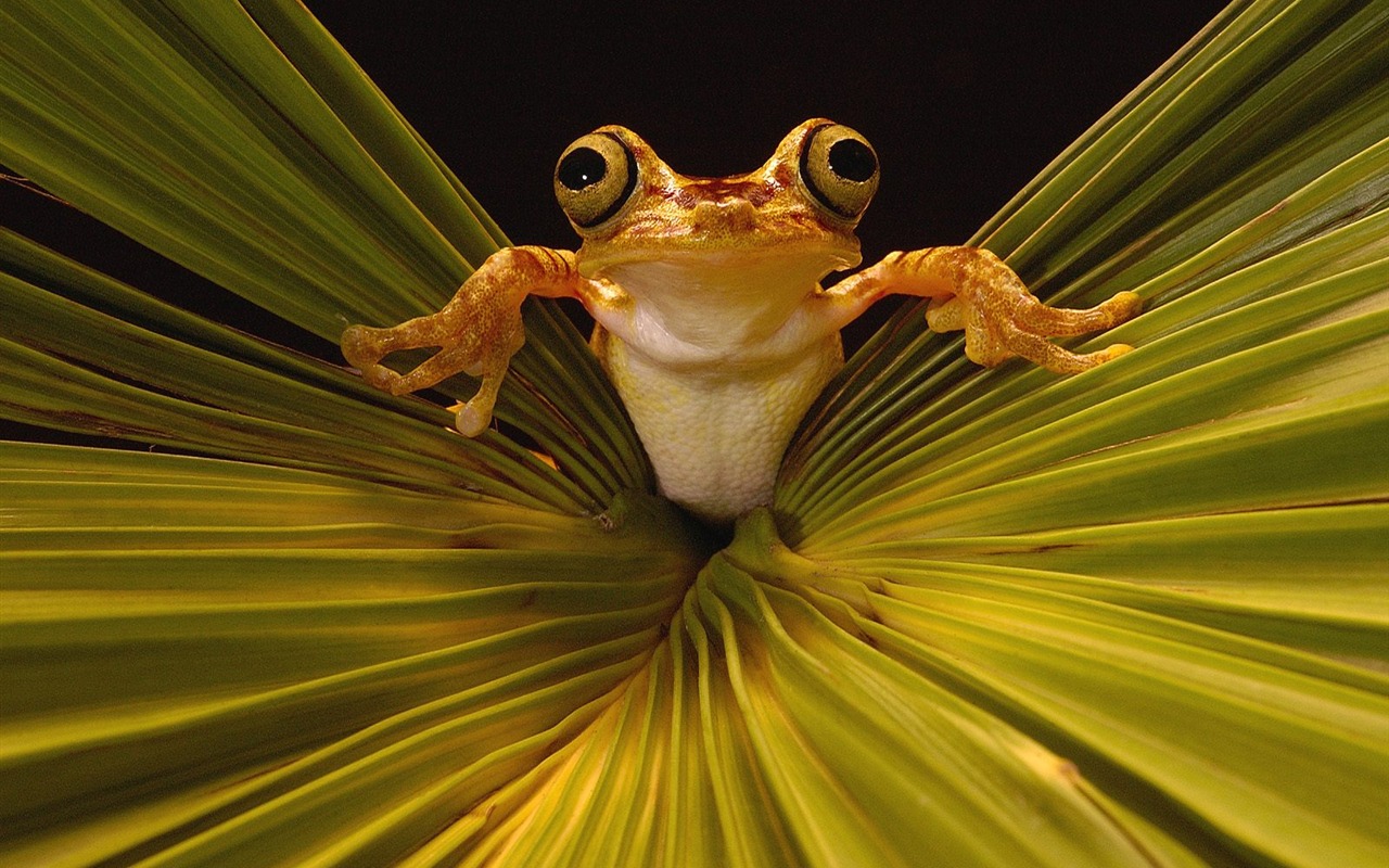 Frog Tapety Album #13 - 1280x800