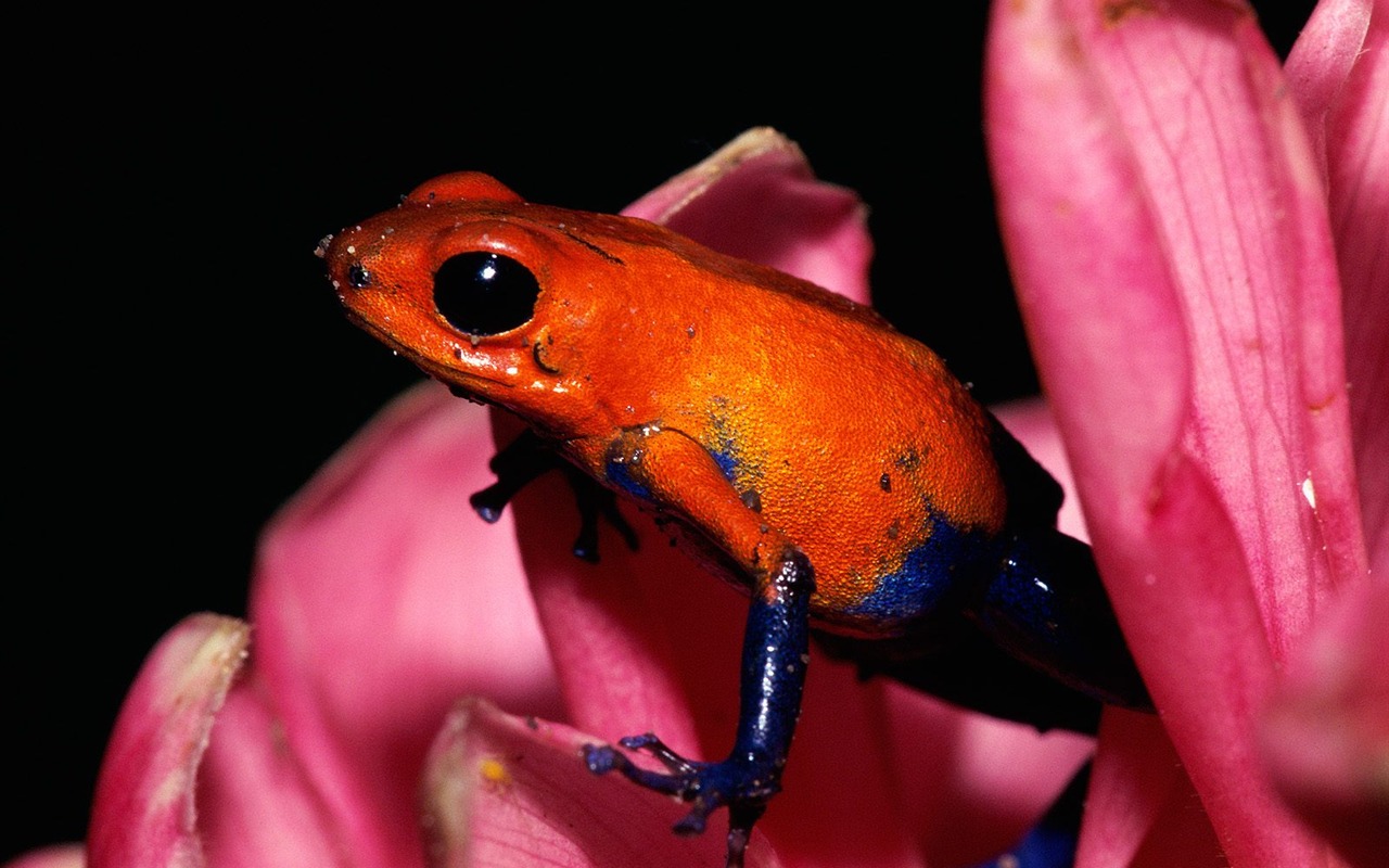 Frog Tapety Album #14 - 1280x800