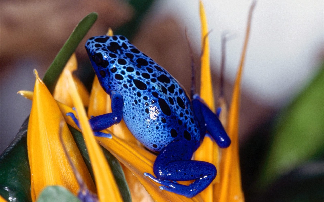 Frog Tapety Album #15 - 1280x800