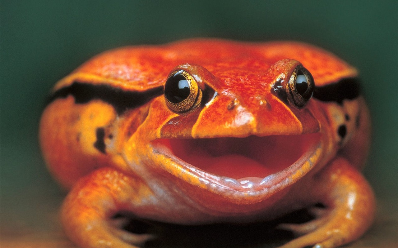 Frog Tapety Album #19 - 1280x800